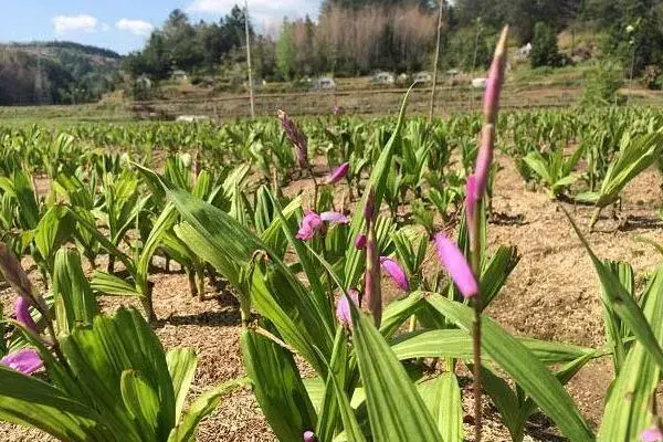 农村种白芨赚钱吗，附成本利润分析