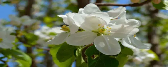 苹果花与梨花的差别