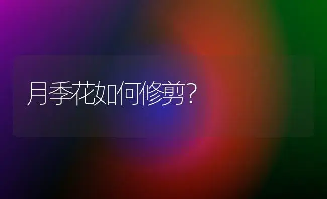 月季花如何修剪？ | 家庭养花