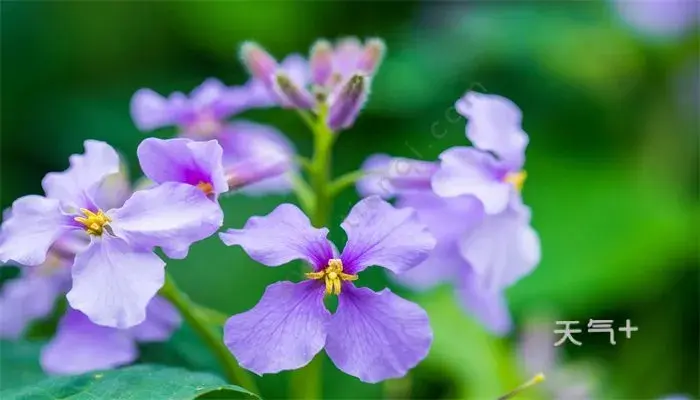 紫罗兰花语 紫罗兰的花语是什么