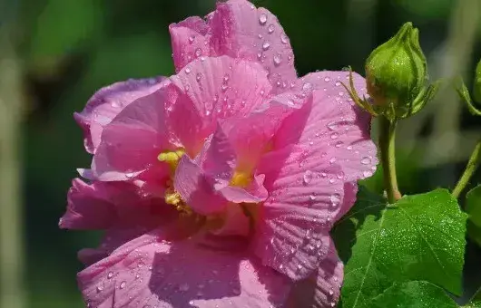 芙蓉花春天会发芽吗