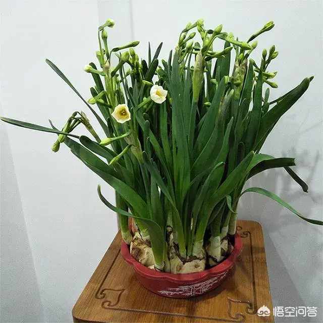 水仙花怎么才能矮壮？