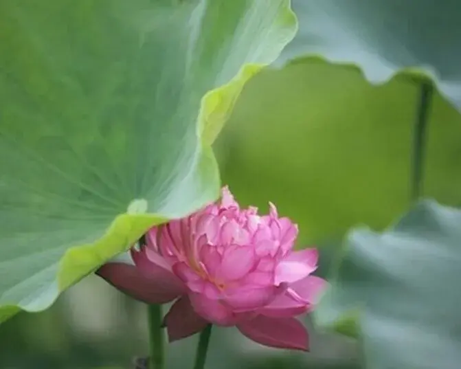 盆栽种子 | 荷花盆栽播种繁殖技术