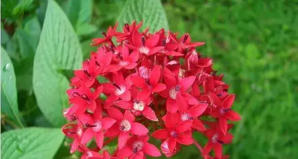 什么花的花语是团结 花语象征团结的6大名花