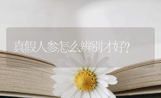 真假人参怎么辨别才好？ | 药材种植