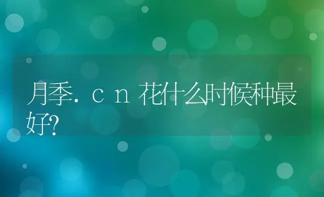 月季.cn花什么时候种最好？ | 绿植常识