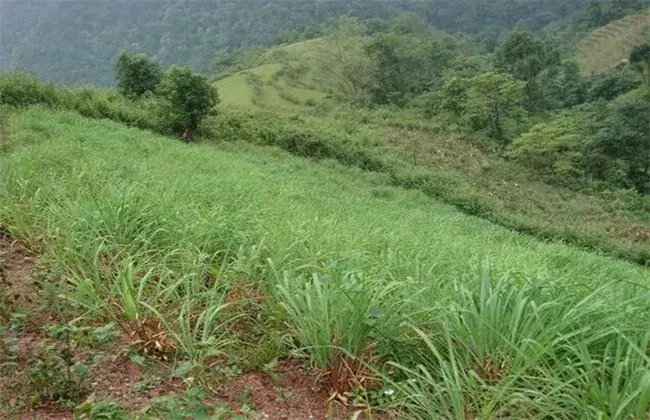 香茅草的栽培办法