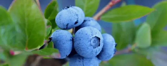 蓝莓树几年开花结果