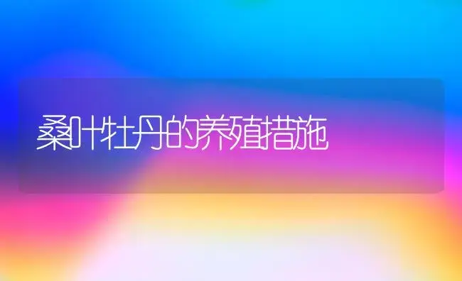 桑叶牡丹的养殖措施 | 家庭养花