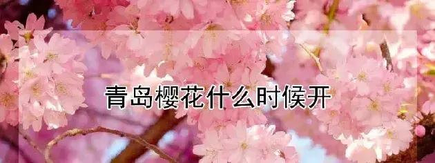 青岛樱花什么时候开