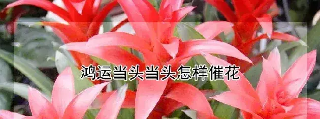 鸿运当头当头怎样催花