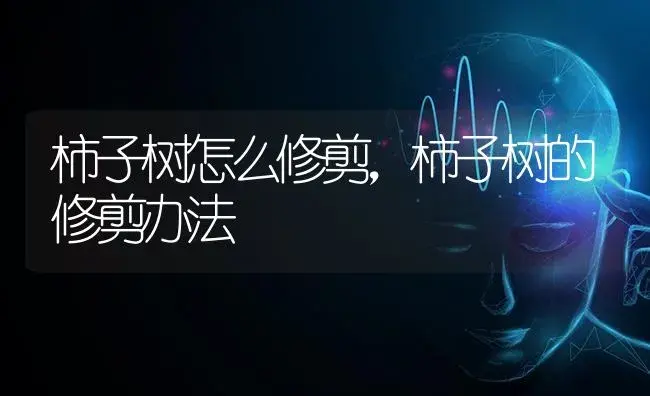 柿子树怎么修剪，柿子树的修剪办法 | 果木种植