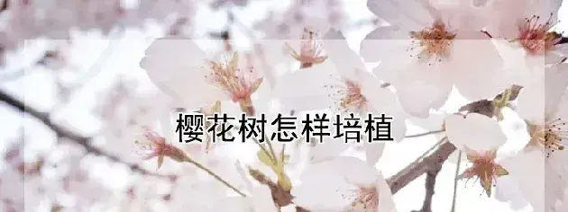 樱花树怎样培植