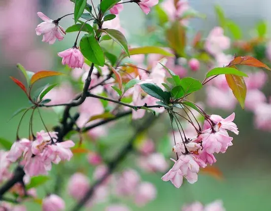 垂丝海棠花语：游子思乡,离愁别绪