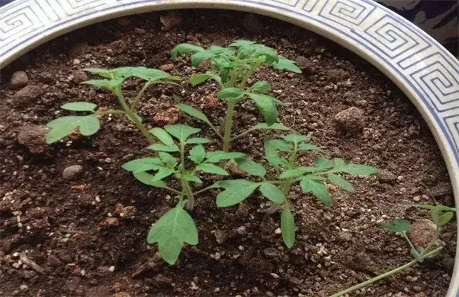 圣女果种子栽培措施