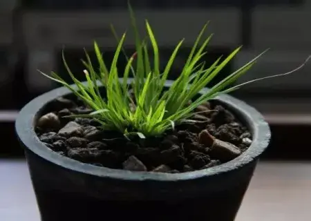 盆景知识 | 种菖蒲用什么土栽——菖蒲养殖土分析