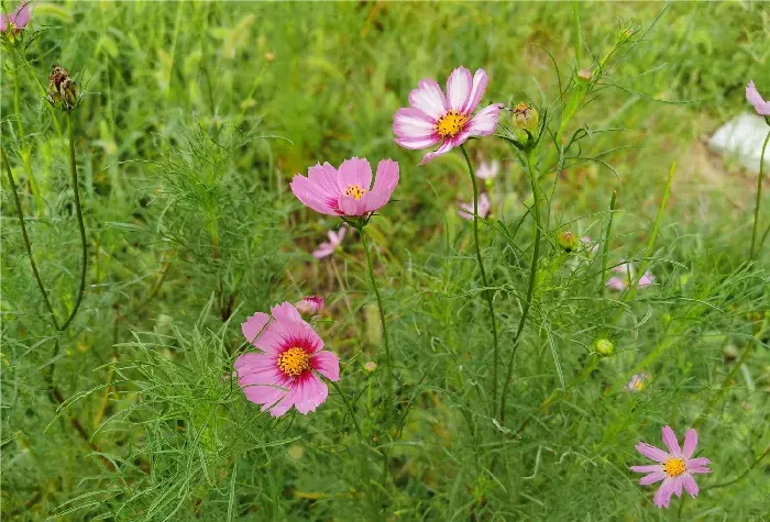 秋英的花语和寓意