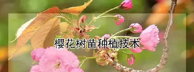 樱花树苗种植技术