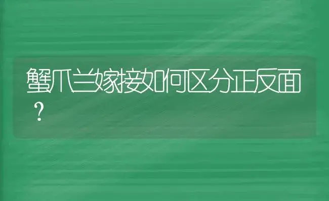 蟹爪兰嫁接如何区分正反面？ | 多肉养殖