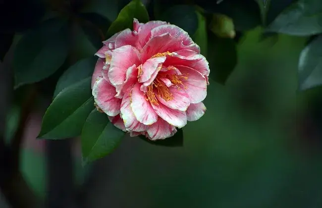 茶花掉叶片起因及解决对策