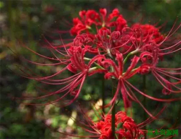 曼珠沙华开花时间和图片 曼珠沙华的花语和传说