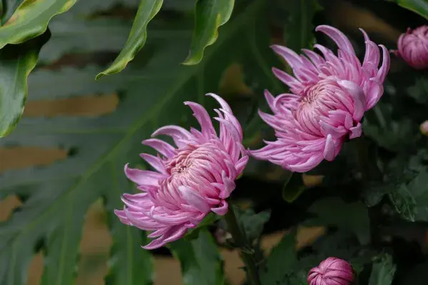 菊花花语 清明节