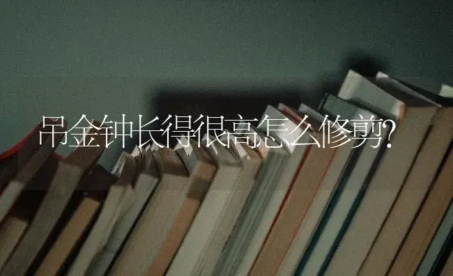 吊金钟长得很高怎么修剪？ | 多肉养殖