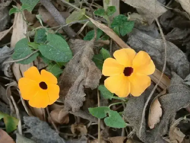 黑眼花播种繁殖方法步骤