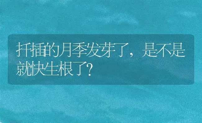 扦插的月季发芽了,是不是就快生根了？ | 绿植常识