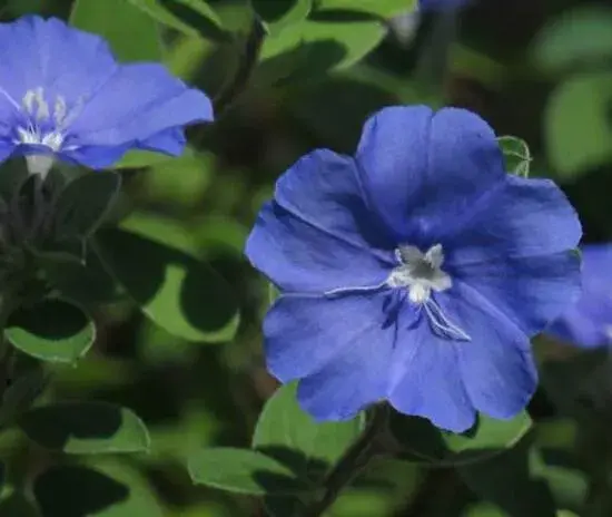 蓝星花花语有哪些？