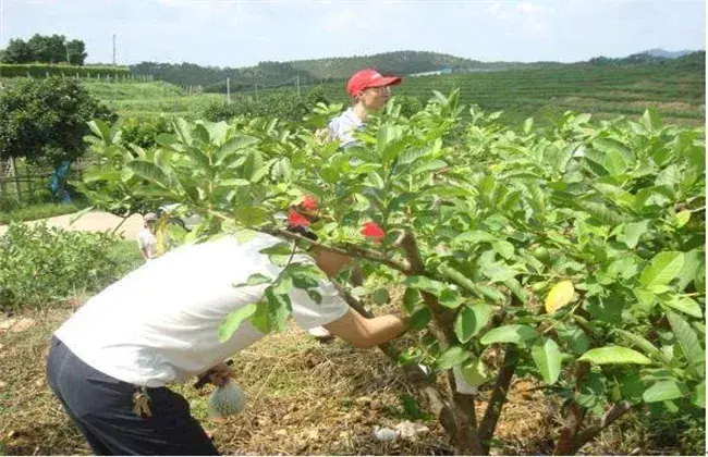 番石榴栽培管理技术