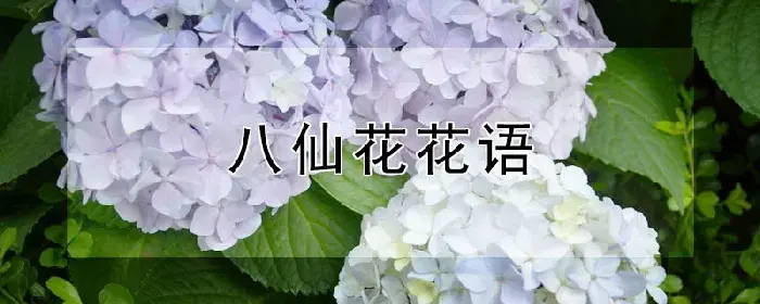 八仙花花语