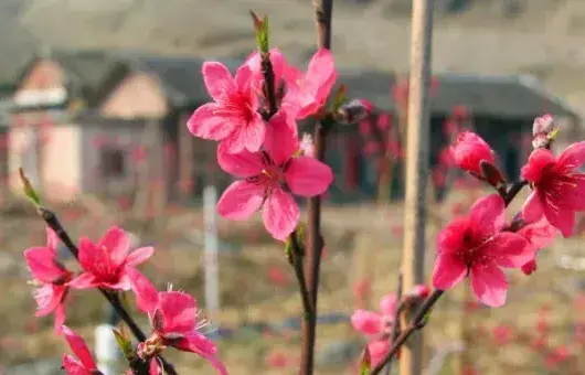 桃树开花时能浇水吗