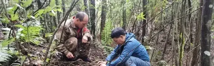 浙江：景宁县发现食用菌新成员——近蓝紫丝膜菌