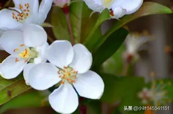 冬红果海棠开花图片？