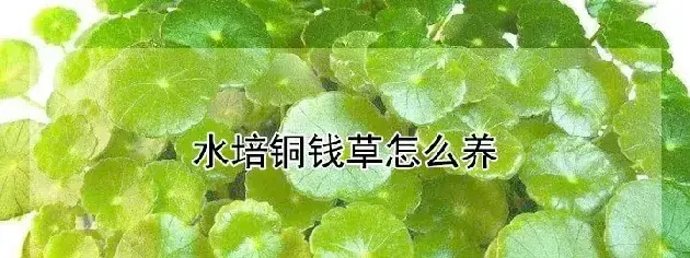 水培铜钱草怎么养