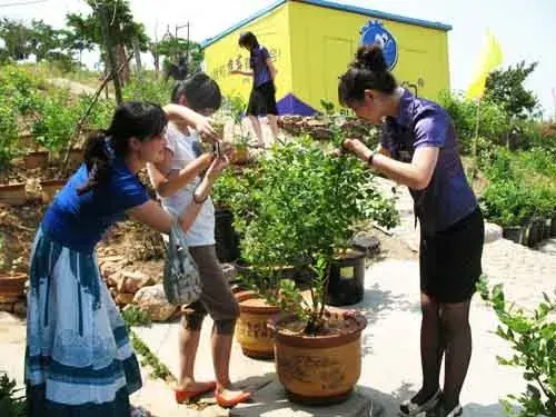 盆栽修剪 | 盆栽蓝莓整形修剪技巧