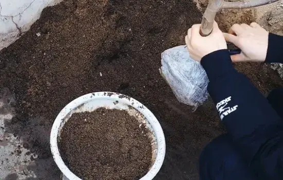 花卉果蔬盆景 | 无花果冬天可以移栽吗