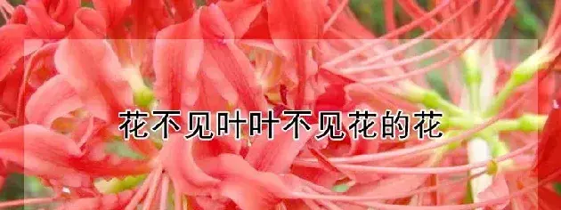 花不见叶叶不见花的花