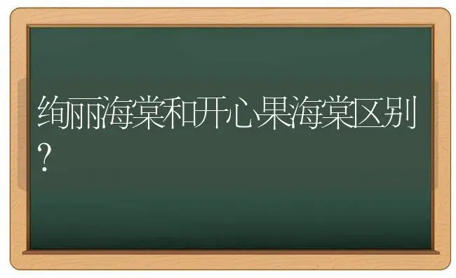 绚丽海棠和开心果海棠区别？ | 绿植常识