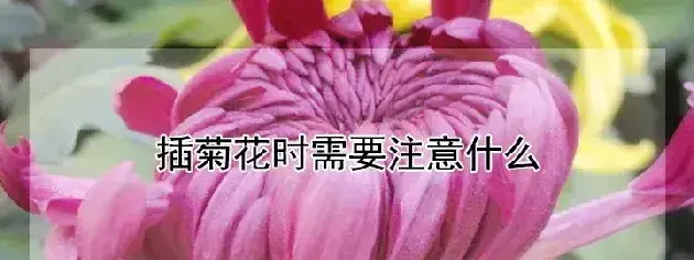 插菊花时需要注意什么