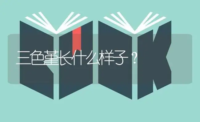 三色堇长什么样子？ | 绿植常识