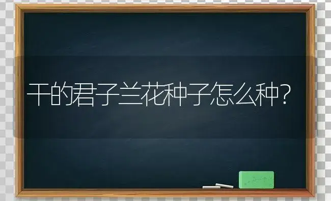 干的君子兰花种子怎么种？ | 绿植常识