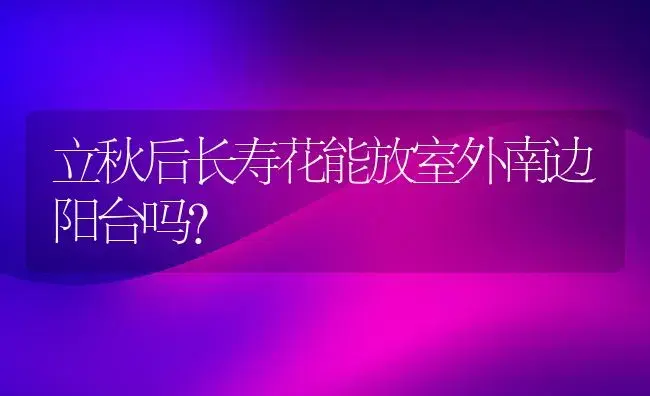 立秋后长寿花能放室外南边阳台吗？ | 多肉养殖