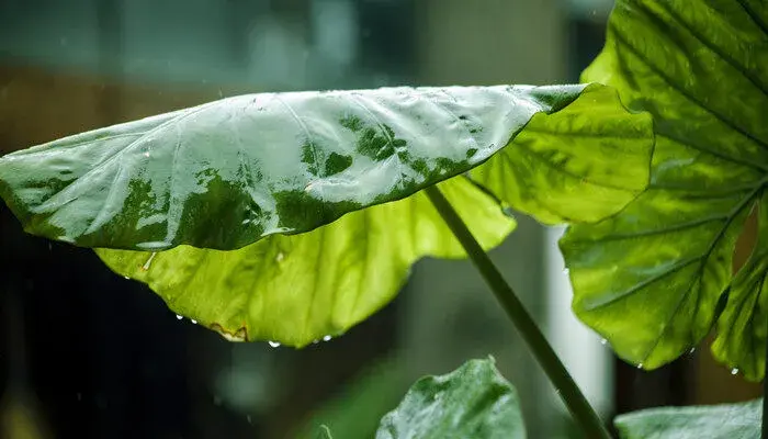 苹果竹芋的花语及寓意