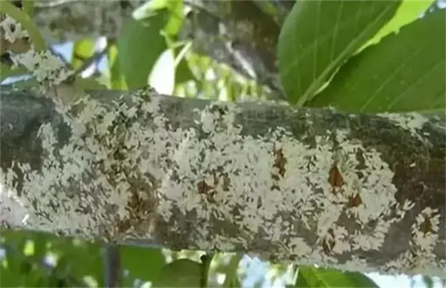 芒果蚧壳虫的防治和治疗对策