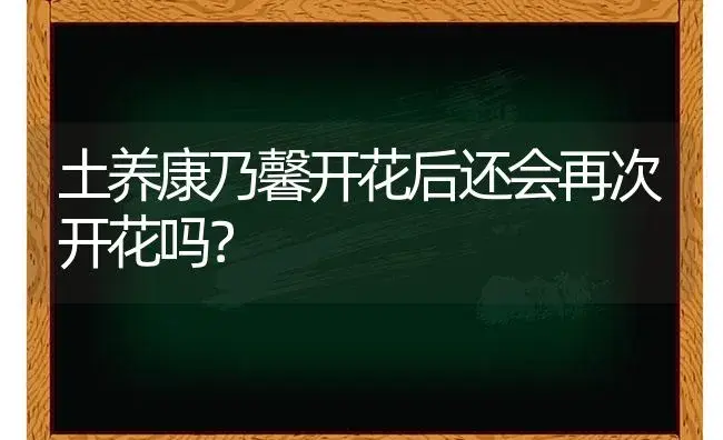 洋水仙叶子什么时候黄？ | 绿植常识