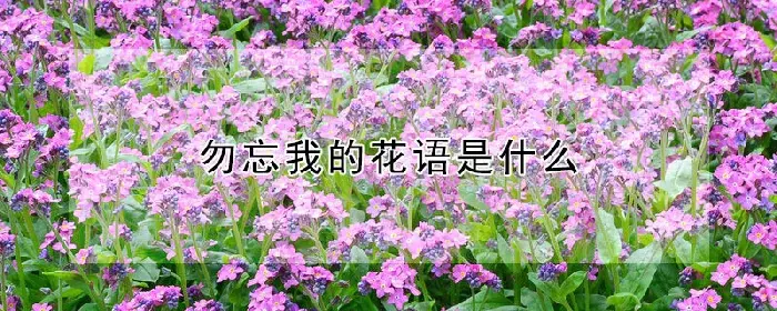 勿忘我的花语是什么