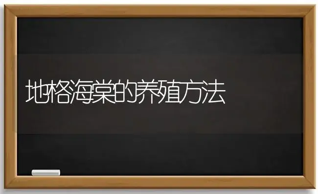 地格海棠的养殖方法 | 绿植常识