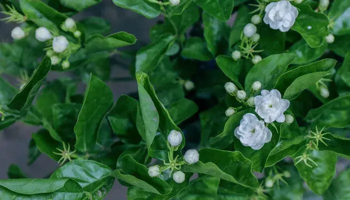 茉莉花的花语是什么 茉莉花的花语是什么呢